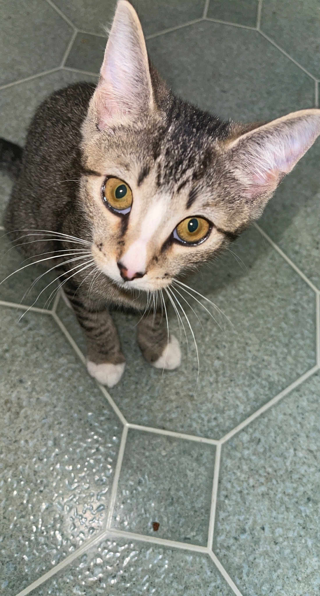 Meow Meow