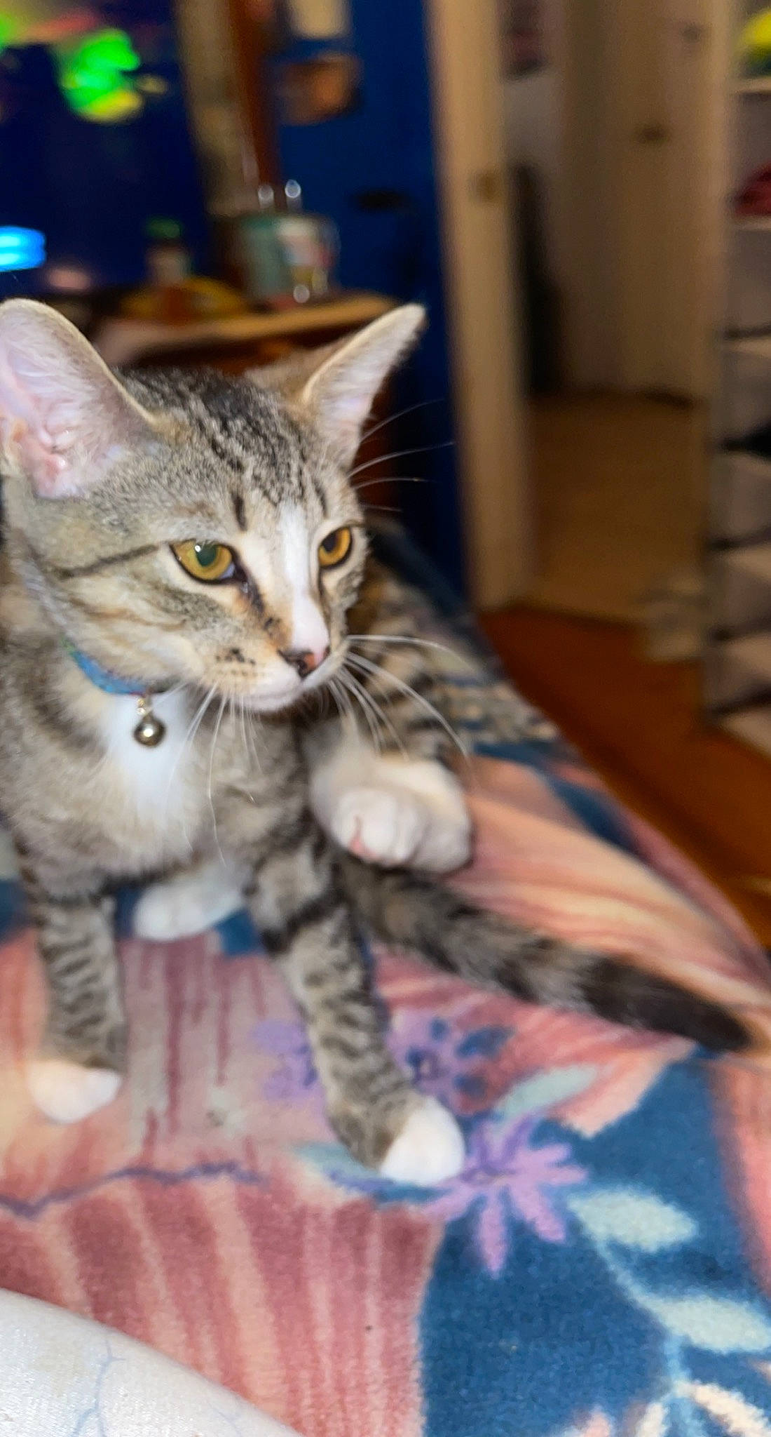 Meow Meow joined the competition — help win amazing prizes! carnivore, cat, claw, comfort, domestic_short_haired_cat, fawn, felidae, fur, paw, sitting, small_to_medium_sized_cats, snout, tail, whiskers, wood