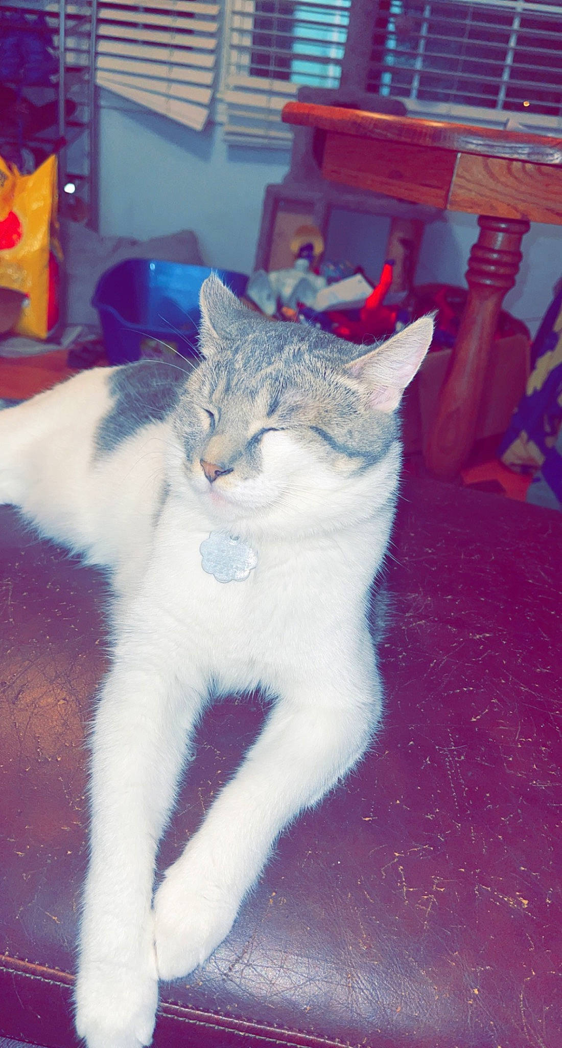 Russell joined the competition — help win amazing prizes! carnivore, cat, chair, claw, domestic_short_haired_cat, electric_blue, felidae, flooring, fur, paw, small_to_medium_sized_cats, snout, tail, whiskers