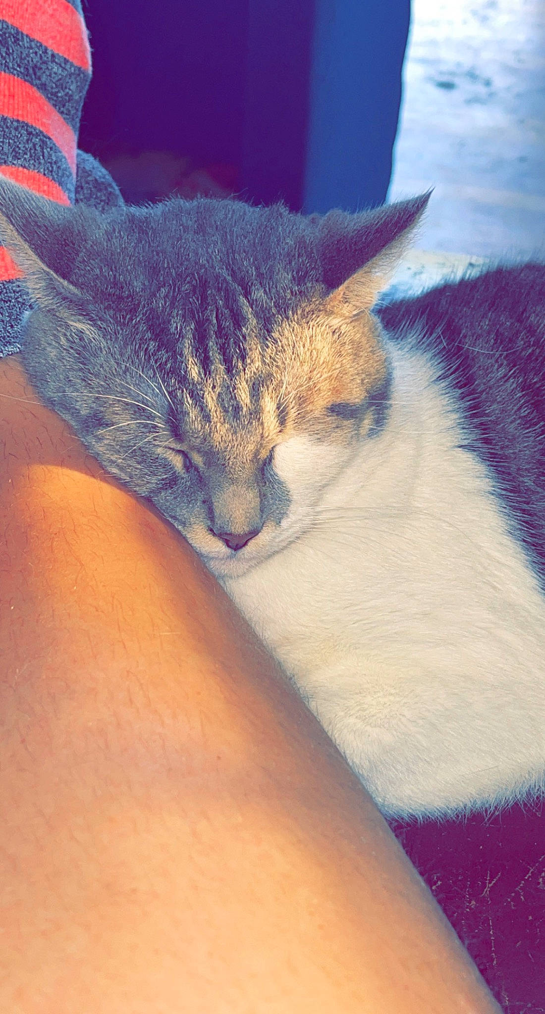 Russell is registered to the contest to win money with this photo: art, carnivore, cat, cloud, comfort, domestic_short_haired_cat, ear, electric_blue, felidae, fur, gesture, human_leg, meteorological_phenomenon, nap, paw, sky, small_to_medium_sized_cats, snout, tail, whiskers