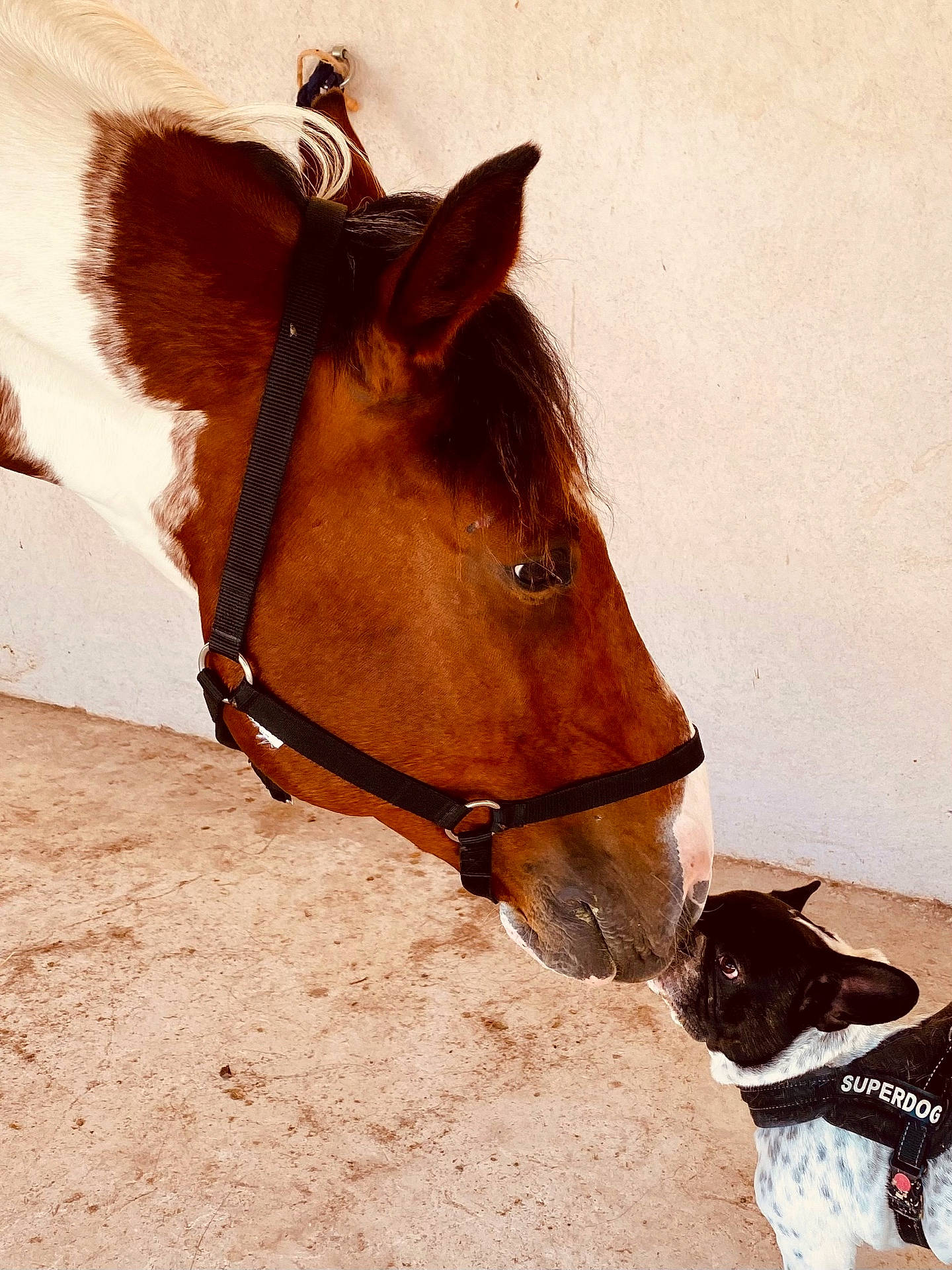 Paco participe au concours pour gagner de l'argent avec cette photo : accessories, animal, canine, colthorse, dog, foal, halter, harness, horse, indoors, interiordesign, leash, nature, outdoors, pet, puppy, snout, stallion, strap, whitedog