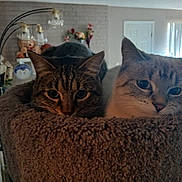 Pinky joined the competition — help win amazing prizes! cat, cats, feline, pet, indoor, cozy, fluffy, cat_perch, tabby, striped, light_fur, animal, cute, resting, snuggling, home, living_room, furniture, decor, relaxed