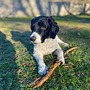 Pascal Lassalle a rejoint le concours — aidez-le/la à gagner de superbes lots ! dog, black_and_white, stick, grass, outdoor, pet, animal, canine, laying_down, sunlight, nature, fur, ears, nose, paws, shadow, background_blur, daylight, park, relaxed