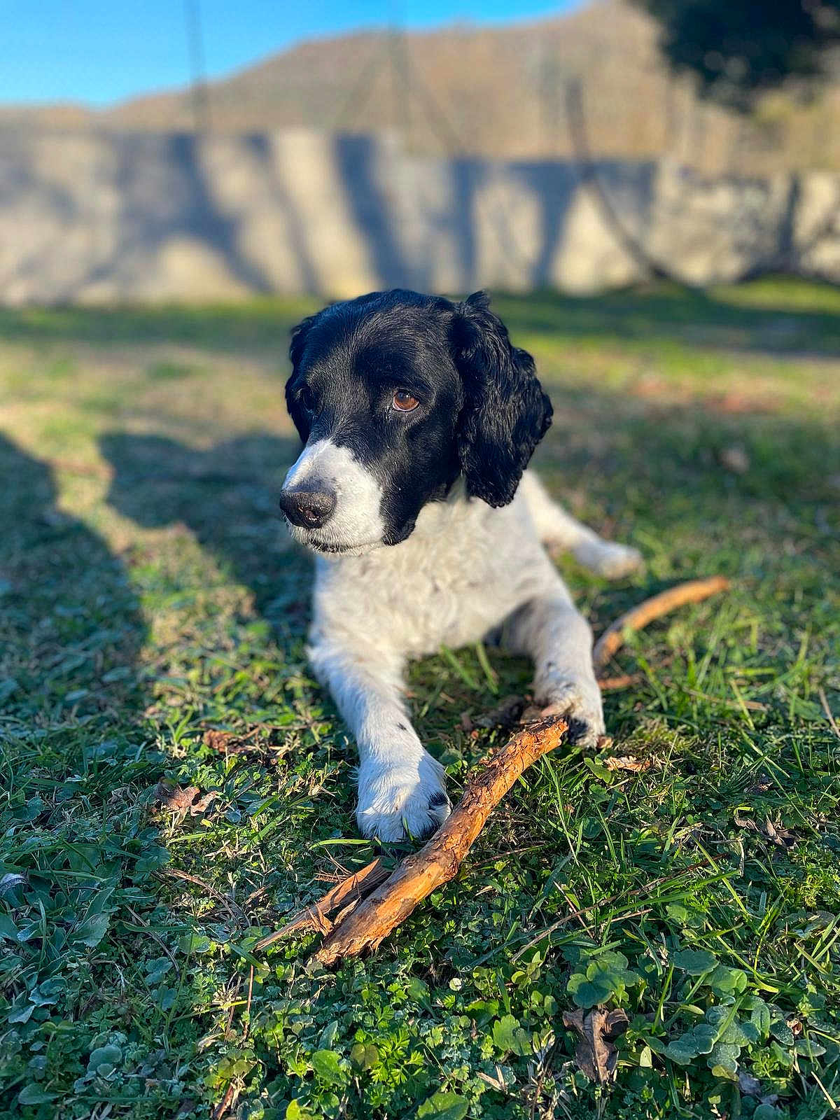 Pascal Lassalle a rejoint le concours — aidez-le/la à gagner de superbes lots ! dog, black_and_white, stick, grass, outdoor, pet, animal, canine, laying_down, sunlight, nature, fur, ears, nose, paws, shadow, background_blur, daylight, park, relaxed