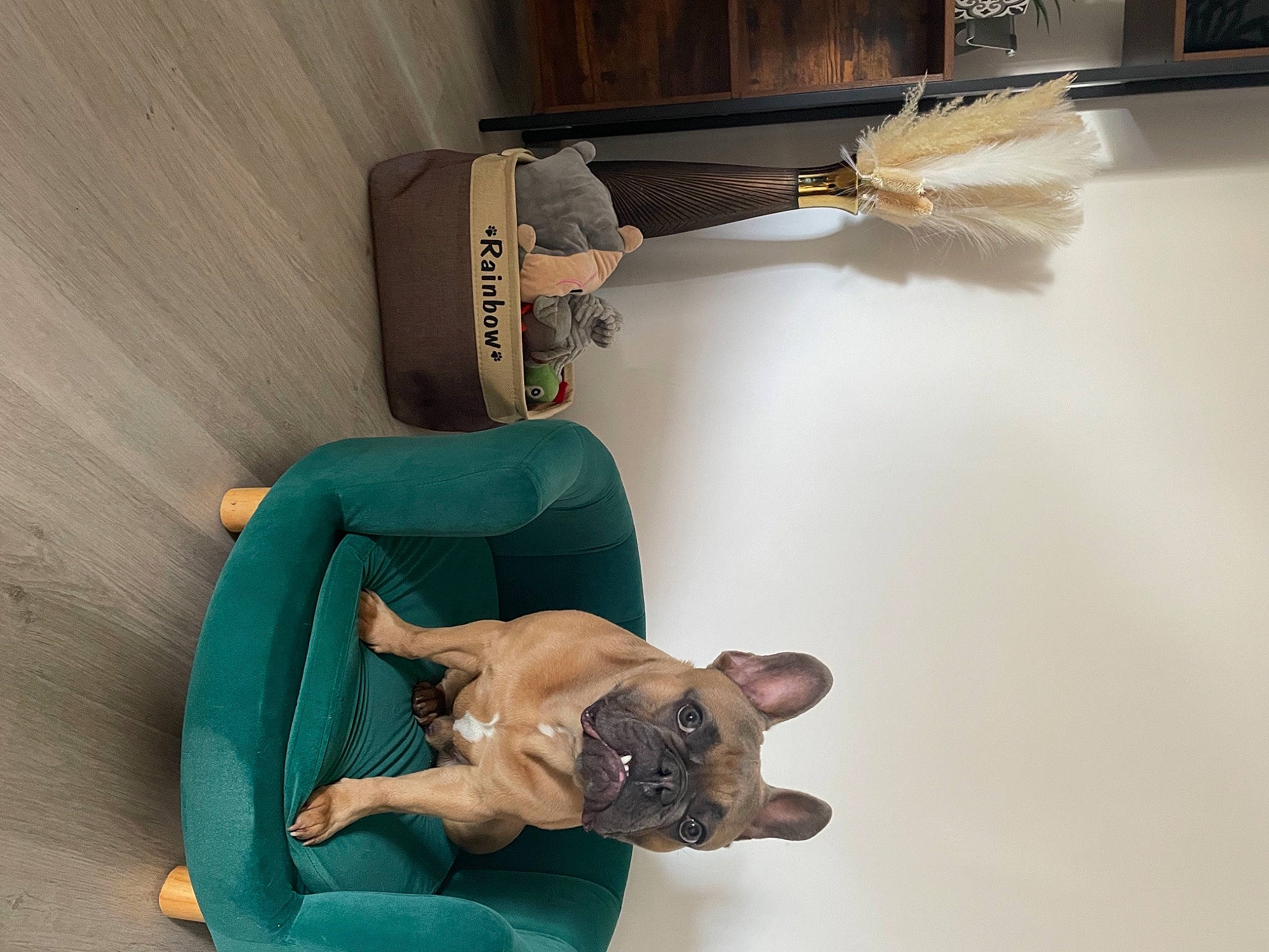 Rainbow a rejoint le concours — aidez-le/la à gagner de superbes lots ! canidae, carnivore, chair, comfort, companion_dog, dog, dog_breed, eyewear, fawn, flooring, fur, hardwood, linens, room, shelf, shelving, sporting_group, table, toy_dog, wood