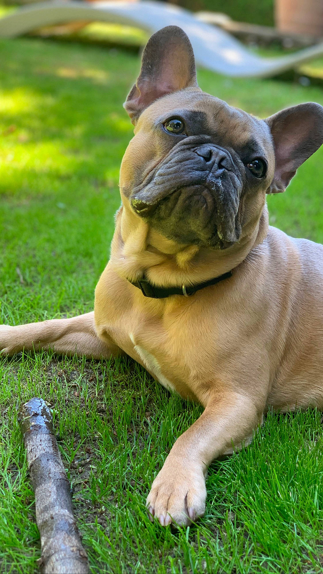 Rainbow a rejoint le concours — aidez-le/la à gagner de superbes lots ! bulldog, carnivore, collar, companion_dog, dog, dog_breed, dog_collar, fawn, grass, groundcover, liver, molosser, plant, snout, sporting_group, terrestrial_animal, toy_dog, whiskers, working_animal, wrinkle