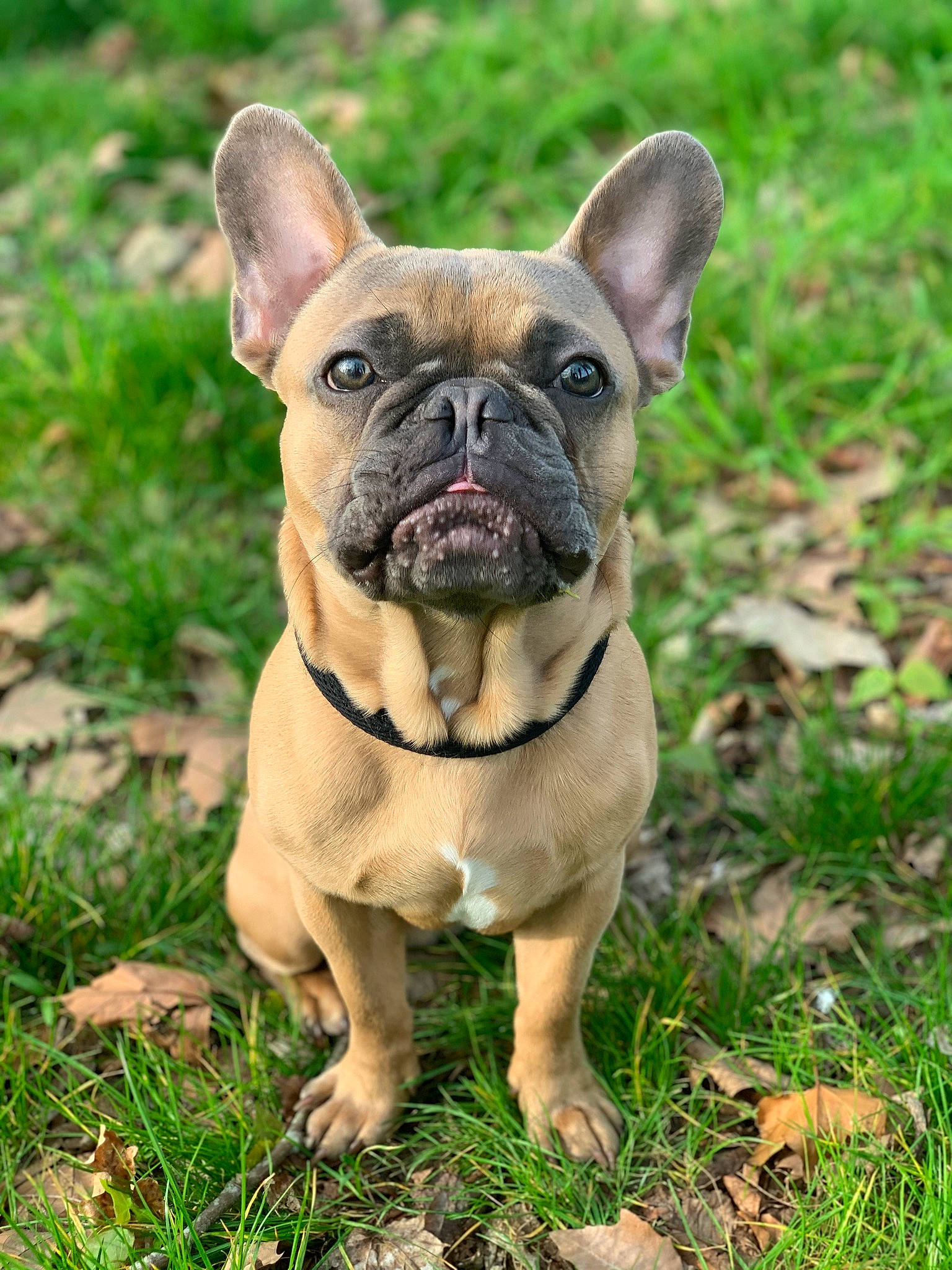 Rainbow a rejoint le concours — aidez-le/la à gagner de superbes lots ! bulldog, canidae, carnivore, collar, companion_dog, dog, dog_breed, dog_collar, ear, fawn, grass, groundcover, molosser, plant, snout, sporting_group, terrestrial_animal, whiskers, working_animal, wrinkle