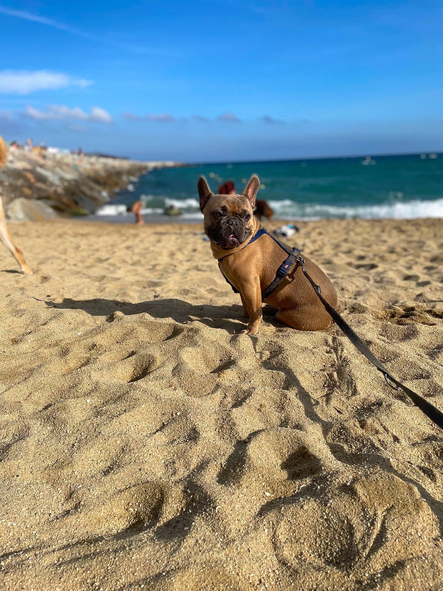 Rainbow a rejoint le concours — aidez-le/la à gagner de superbes lots ! azure, beach, carnivore, cloud, coast, companion_dog, dog, dog_breed, fawn, grass, horizon, landscape, rock, sand, shadow, sky, sunlight, travel, water, wood