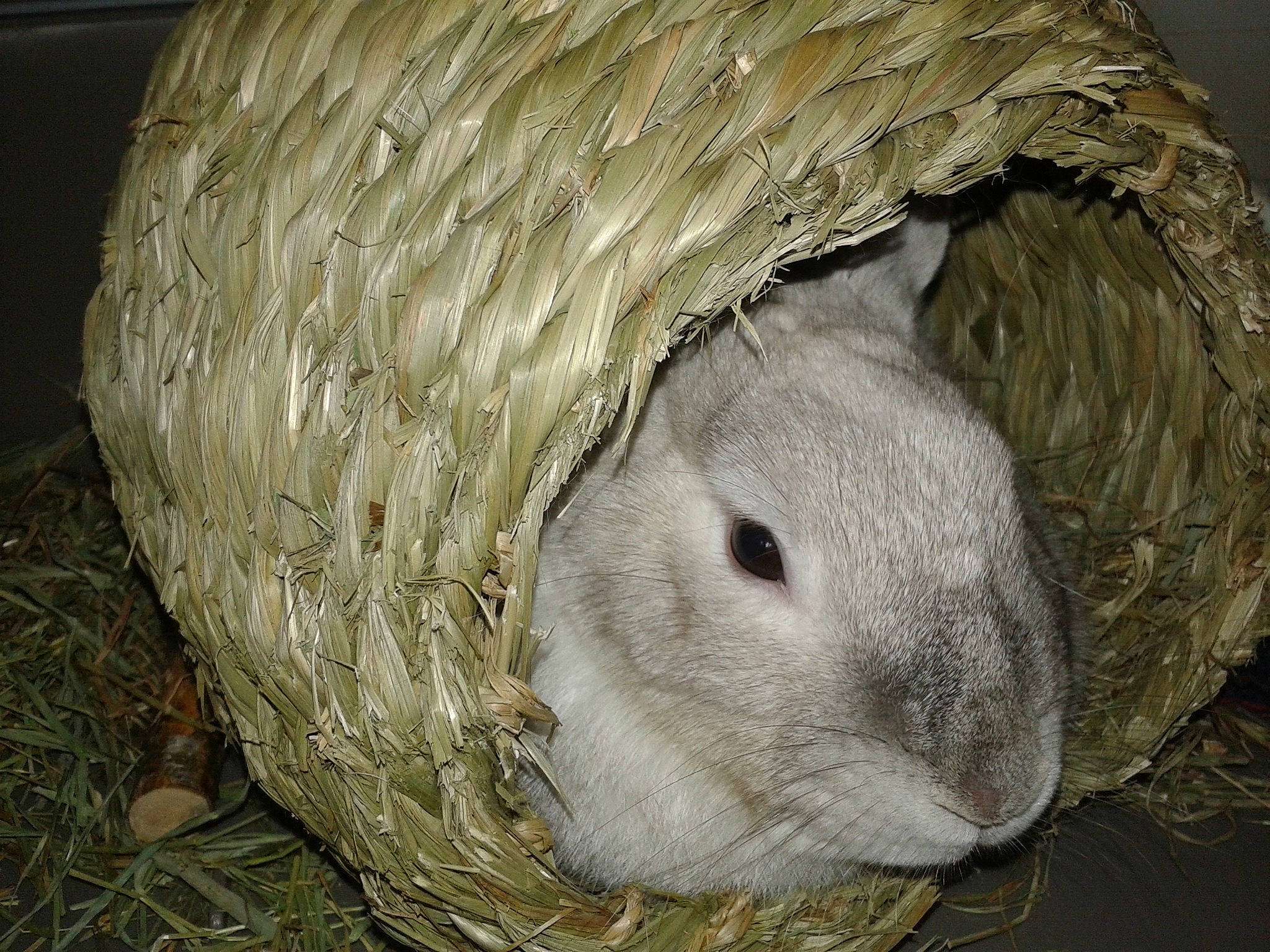 Chaussette participe au concours pour gagner de l'argent avec cette photo : domestic_rabbit, guinea_pig, hay, plant, rabbit, rabbits_and_hares