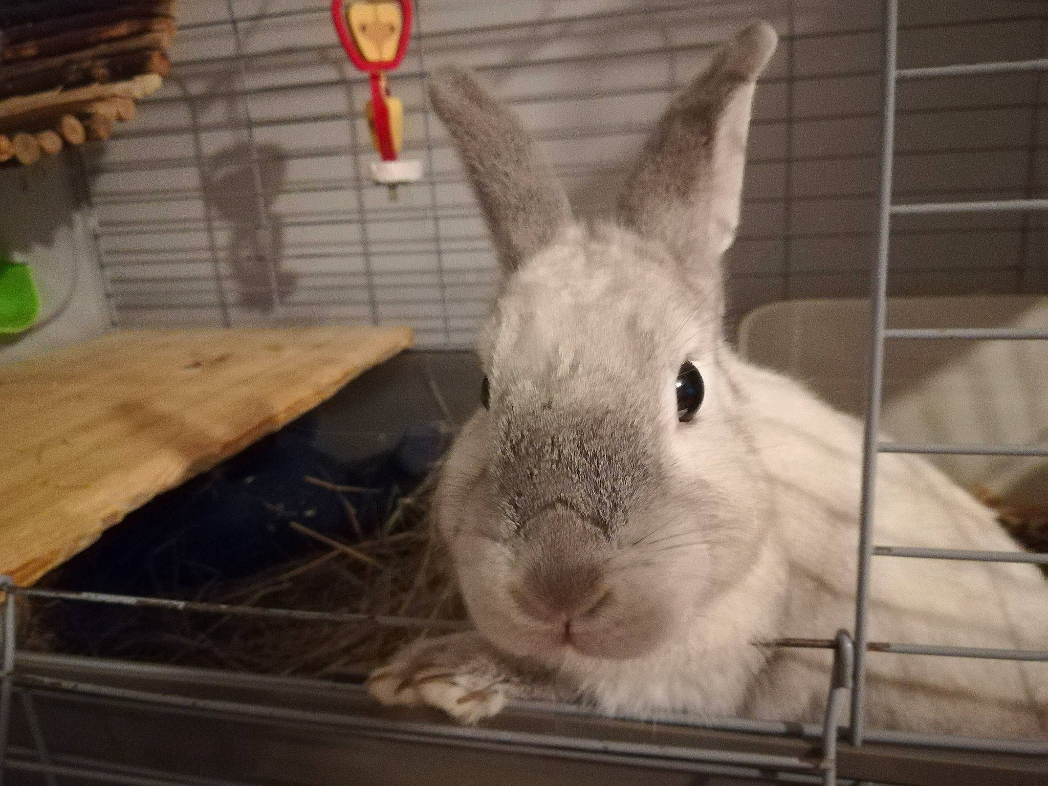 Chaussette a rejoint le concours — aidez-le/la à gagner de superbes lots ! animal_shelter, cage, domestic_rabbit, ear, fawn, hare, mammal, organism, rabbit, rabbits_and_hares, snout, vertebrate, whiskers