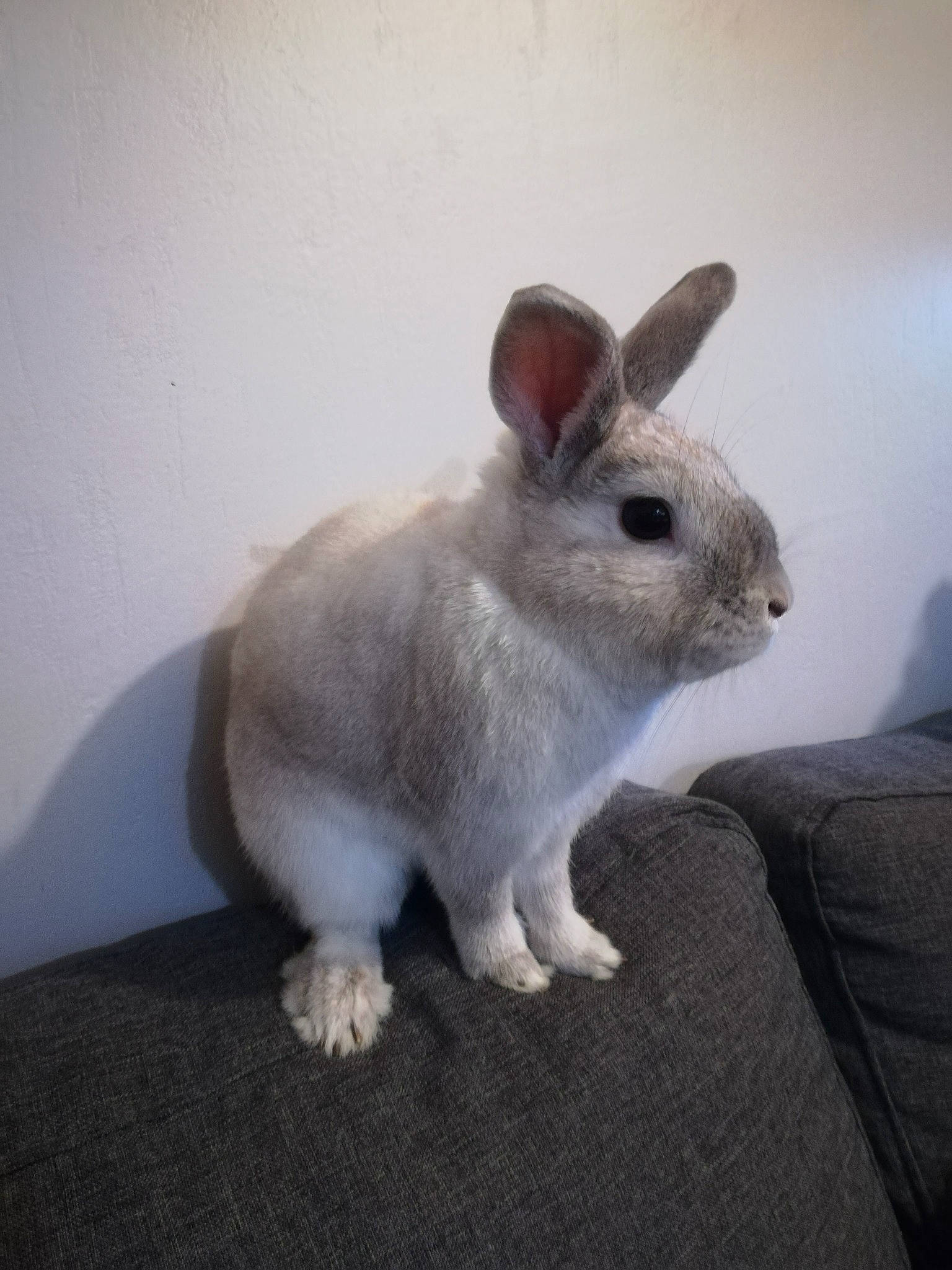 Chaussette participe au concours pour gagner de l'argent avec cette photo : chinchilla, domestic_rabbit, ear, fawn, hare, mammal, rabbit, rabbits_and_hares, skin, snout, snowshoe_hare, vertebrate, whiskers