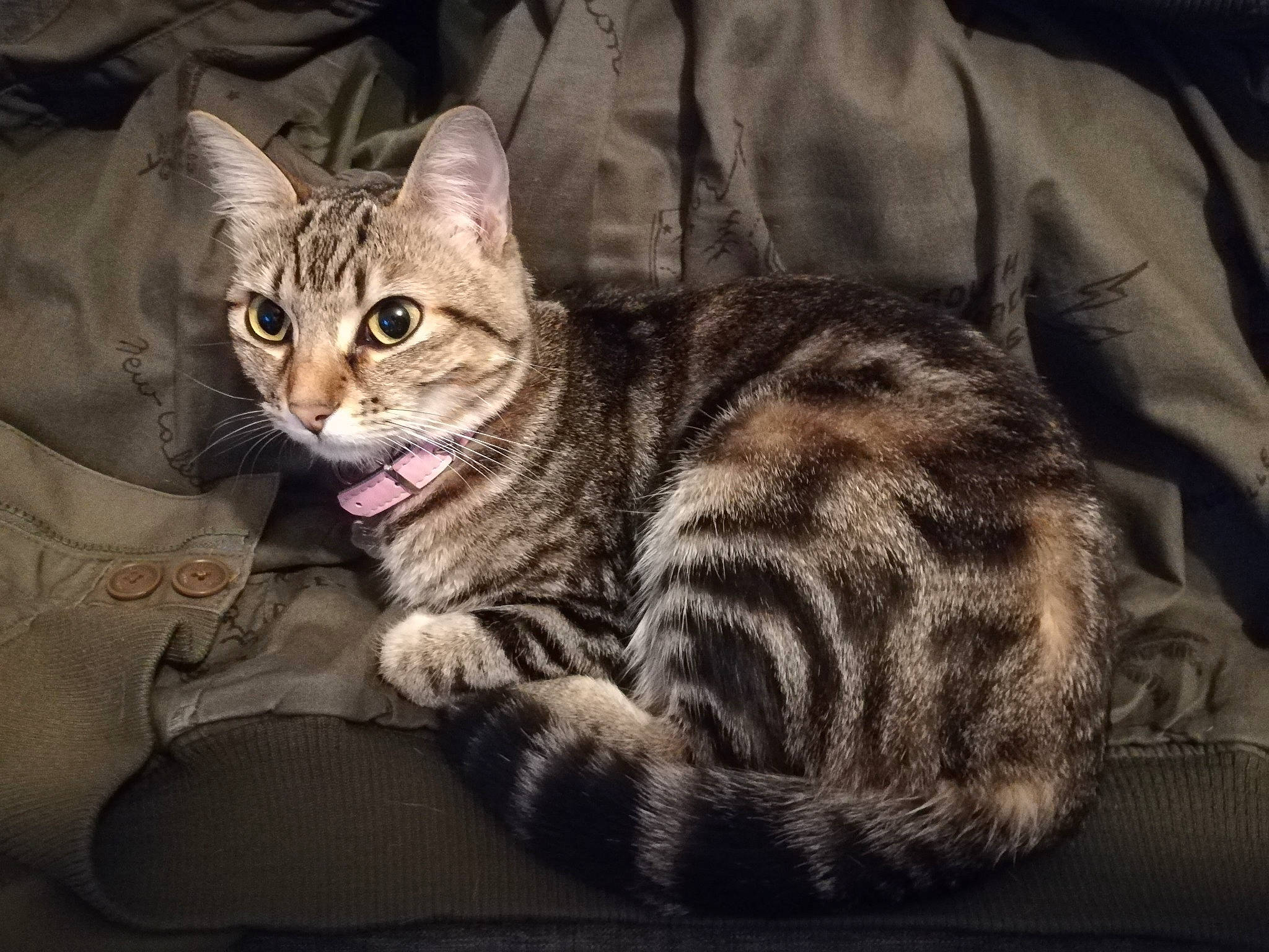 Diesel participe au concours pour gagner de l'argent avec cette photo : american_shorthair, american_wirehair, asian, bengal, california_spangled, carnivore, cat, domestic_short_haired_cat, dragon_li, egyptian_mau, european_shorthair, felidae, mammal, ocicat, pixie_bob, small_to_medium_sized_cats, sokoke, tabby_cat, vertebrate, whiskers