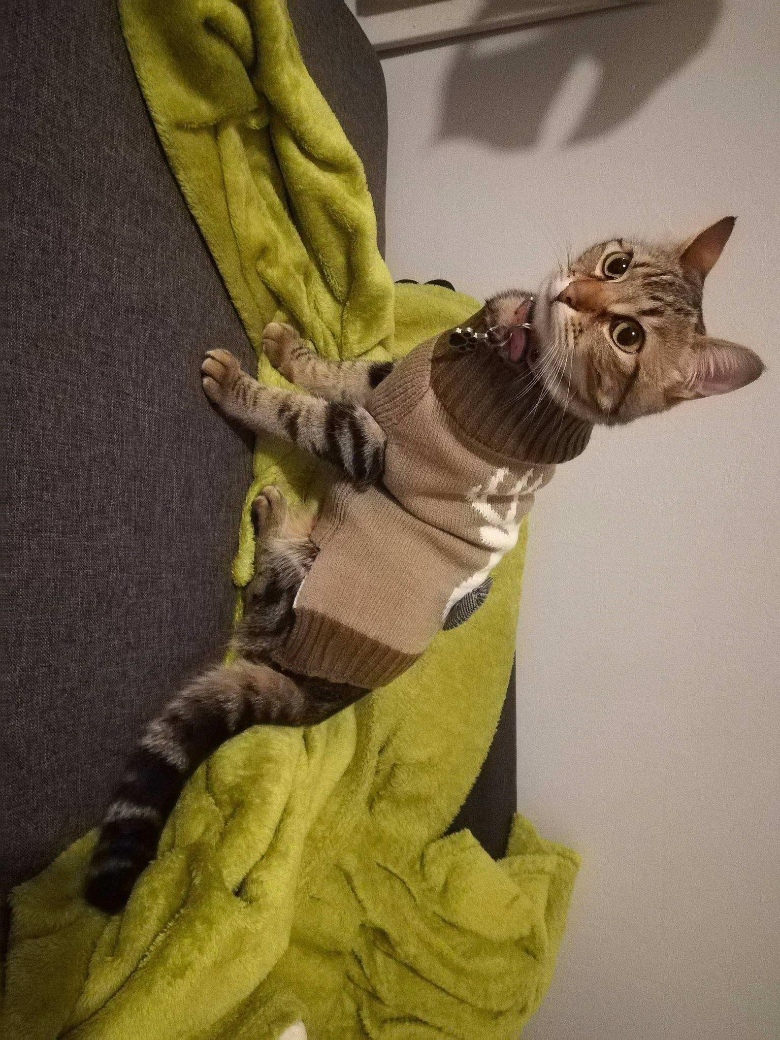 Diesel participe au concours pour gagner de l'argent avec cette photo : cat, fawn, felidae, fictional_character, tabby_cat, yoda