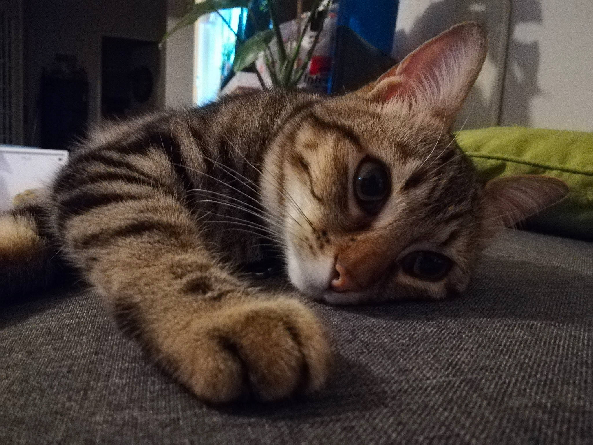 Diesel participe au concours pour gagner de l'argent avec cette photo : aegean_cat, american_shorthair, american_wirehair, asian, bengal, california_spangled, carnivore, cat, domestic_short_haired_cat, dragon_li, european_shorthair, felidae, kitten, mammal, ocicat, small_to_medium_sized_cats, snout, tabby_cat, vertebrate, whiskers