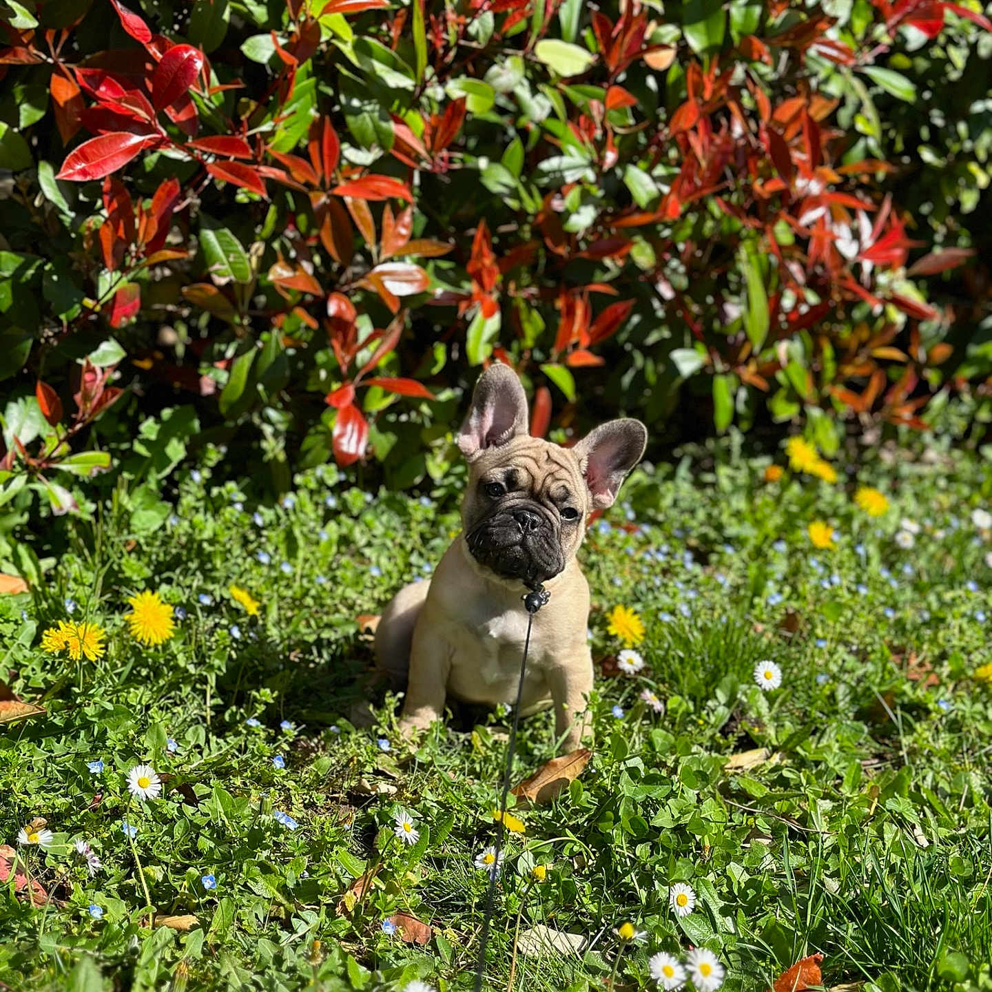 Joy a rejoint le concours — aidez-le/la à gagner de superbes lots ! animal, cute, daisies, dandelions, dog, flowers, french_bulldog, garden, grass, greenery, leaves, nature, outdoor, pet, puppy, sitting, small_dog, spring, sunlight, young_dog