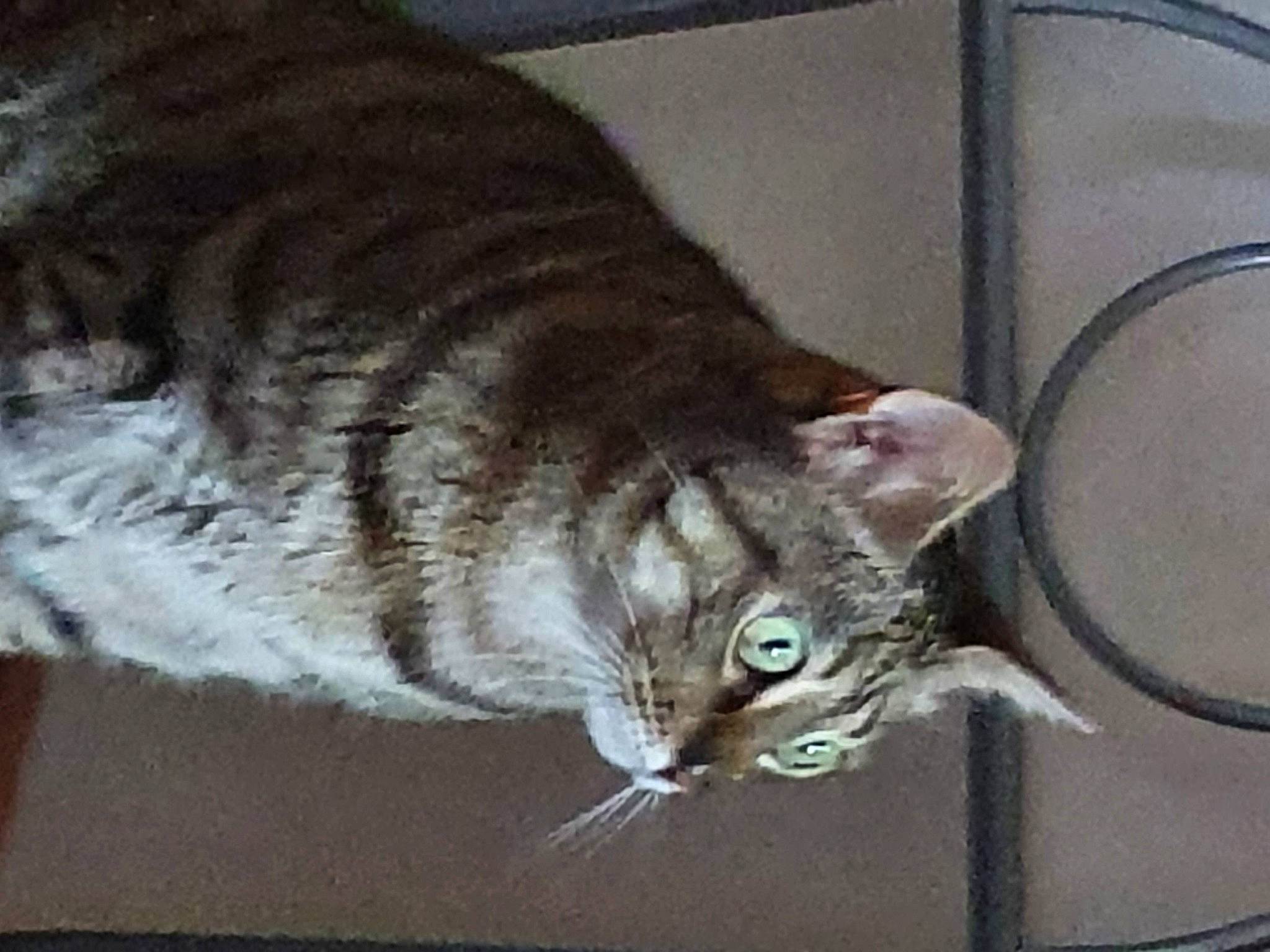 Loustic participe au concours pour gagner de l'argent avec cette photo : carnivore, cat, cat_supply, claw, comfort, domestic_short_haired_cat, door, felidae, fur, paw, small_to_medium_sized_cats, snout, tail, terrestrial_animal, whiskers, window, windshield, wood