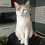 cat, pet, animal, feline, indoor, kitchen, stool, white_cat, calico, microwave, fridge, plant, tiles, countertop, home, domestic, sitting, portrait, quiet, curious