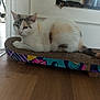 cat, calico_cat, indoor, scratcher, furniture, mirror, floor, wooden_floor, relaxed, pet, animal, colorful, reflection, person, legs, white_wall, tail, closeup, resting, domestic_cat