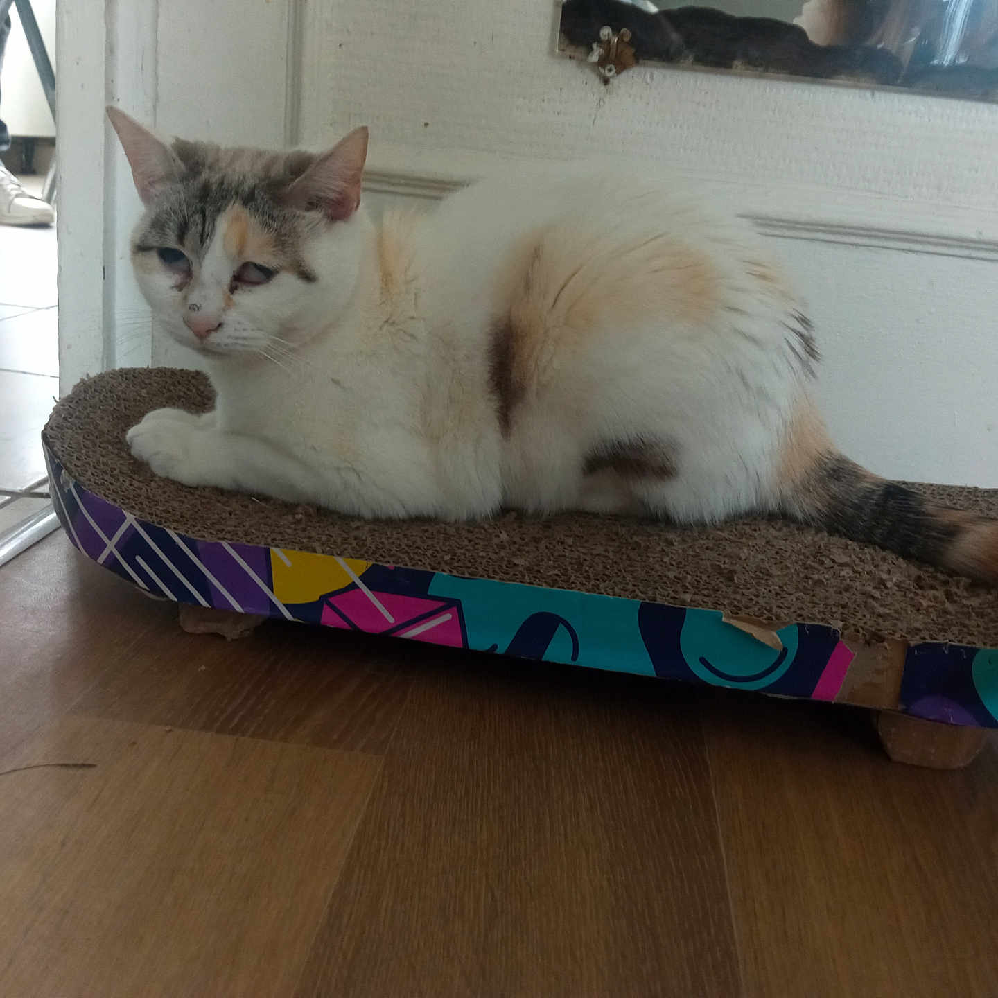 Princesse a rejoint le concours — aidez-le/la à gagner de superbes lots ! animal, calico_cat, cat, closeup, colorful, domestic_cat, floor, furniture, indoor, legs, mirror, person, pet, reflection, relaxed, resting, scratcher, tail, white_wall, wooden_floor