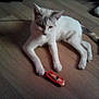 cat, toy_car, floor, animal, pet, indoor, white_cat, gray_cat, lying_down, wooden_floor, small_toy, front_paws, sleepy_cat, uninterested, domestic_cat, feline, playful, close_up, household, relaxed