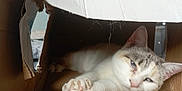 Princesse participe au concours pour gagner de l'argent avec cette photo : cat, cardboard_box, indoor, relaxed, animal, pet, feline, paws, white_fur, striped_fur, sleepy, closeup, cozy, resting, cute, soft_light, tear, cardboard, home, comfort