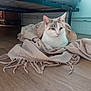 cat, blanket, wooden_floor, indoor, pet, feline, resting, cozy, fur, ears, whiskers, bed_frame, home, comfort, animal, domestic, quiet, soft_light, floor, relaxed