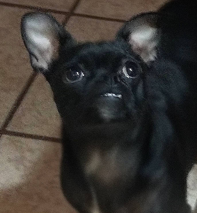 Bitsy is registered to the contest to win money with this photo: canidae, carnivore, companion_dog, dog, dog_breed, ear, fawn, fur, non_sporting_group, pet_supply, snout, sporting_group, terrestrial_animal, toy_dog, whiskers, working_animal