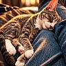 animal, bed, blanket, blue_jeans, cat, close_up, cozy, feline, fur, indoors, nap, paws, pet, pink_nose, portrait, relaxed, sleeping, tabby_cat, warm_lighting, whiskers