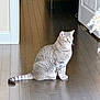 cat, tabby_cat, domestic_cat, pet, sitting, hardwood_floor, floorboards, door, doorway, wall, tail, whiskers, yellow_eyes, indoor, home_interior, shadow, sunlight, toy, portrait, feline