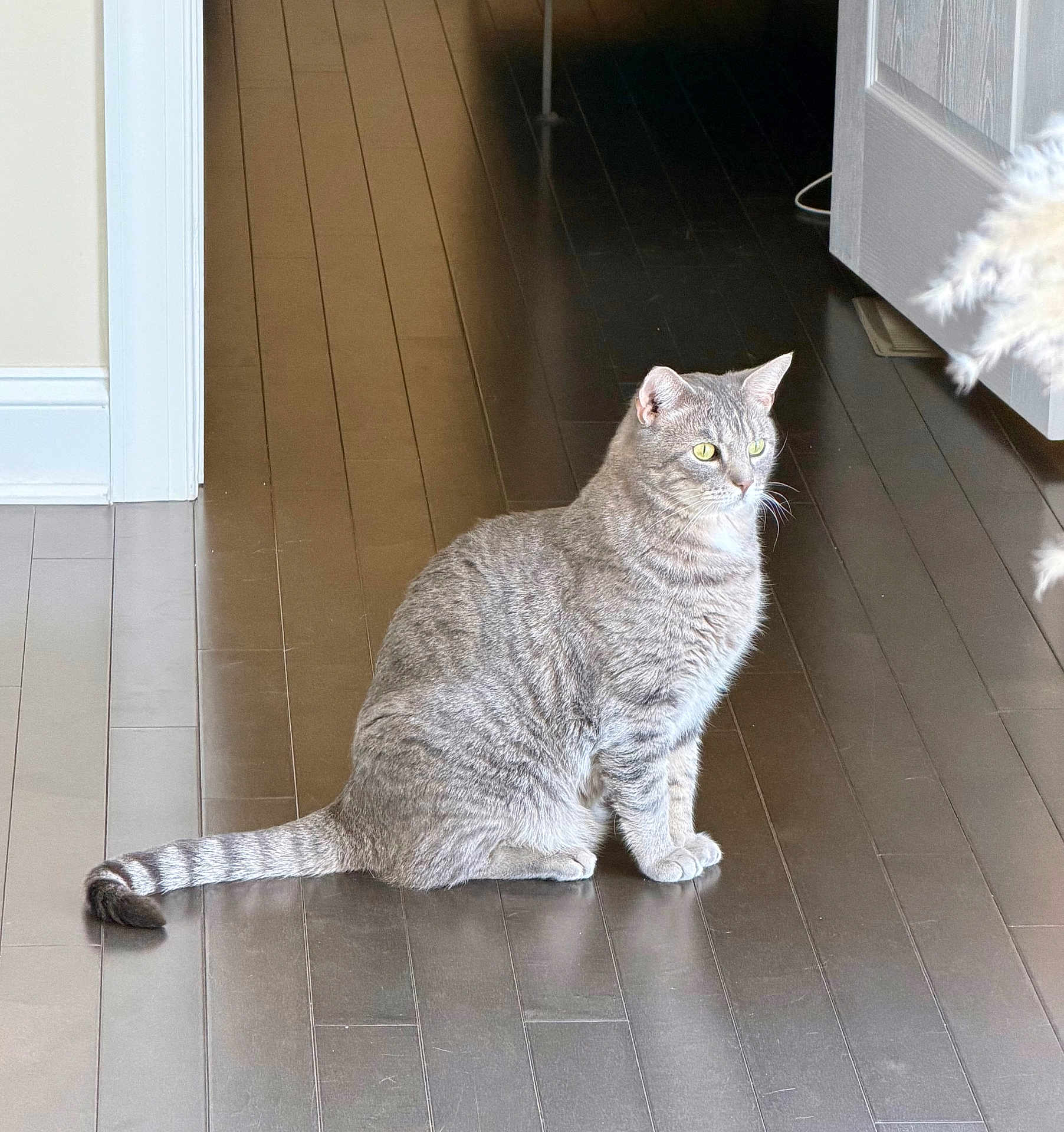 Enoki joined the competition — help win amazing prizes! cat, tabby_cat, domestic_cat, pet, sitting, hardwood_floor, floorboards, door, doorway, wall, tail, whiskers, yellow_eyes, indoor, home_interior, shadow, sunlight, toy, portrait, feline