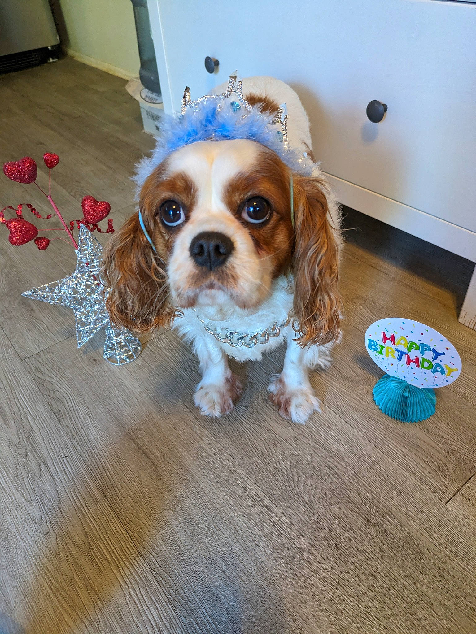 Gladys is registered to the contest to win money with this photo: canidae, carnivore, cavalier_king_charles_spaniel, chair, companion_dog, dog, dog_breed, door, fawn, flooring, fur, hardwood, liver, snout, spaniel, sporting_group, toy, toy_dog, wood, working_animal