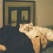 Artic a rejoint le concours — aidez-le/la à gagner de superbes lots ! animal, bed, blanket, cat, comfort, cozy, cream_colored, cute, domestic, fluffy, furniture, grainy, indoor, pet, relaxed, resting, sleeping, soft, vintage, warm_light