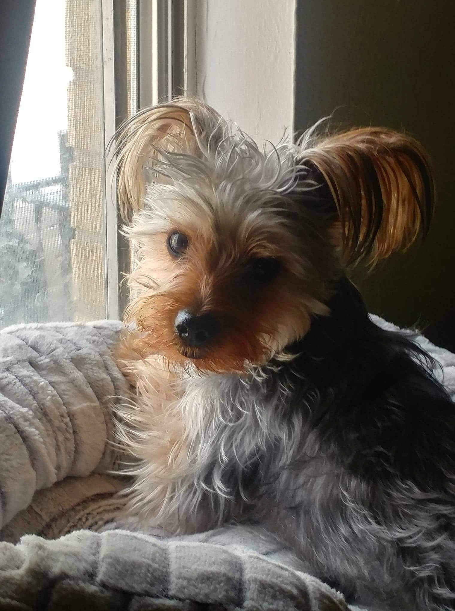 Bandit is registered to the contest to win money with this photo: australian_silky_terrier, australian_terrier, biewer_terrier, canidae, carnivore, companion_dog, dog, dog_breed, dutch_smoushond, maltepoo, mammal, morkie, puppy, schnoodle, small_terrier, snout, terrier, vertebrate, yorkipoo, yorkshire_terrier
