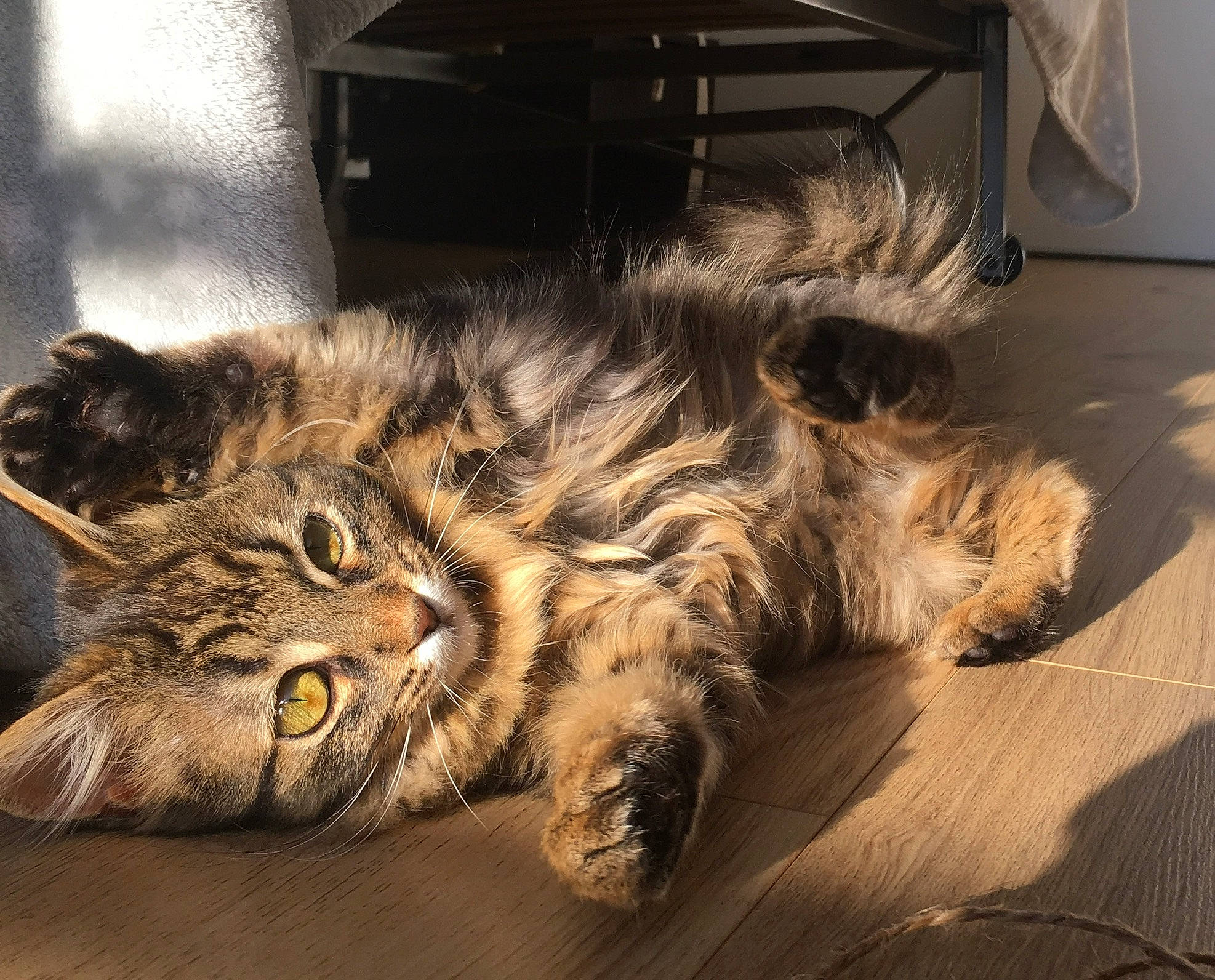 Oléna participe au concours pour gagner de l'argent avec cette photo : carnivore, cat, claw, comfort, domestic_short_haired_cat, eye, felidae, flooring, fur, hardwood, maine_coon, paw, small_to_medium_sized_cats, snout, tail, terrestrial_animal, whiskers, wood