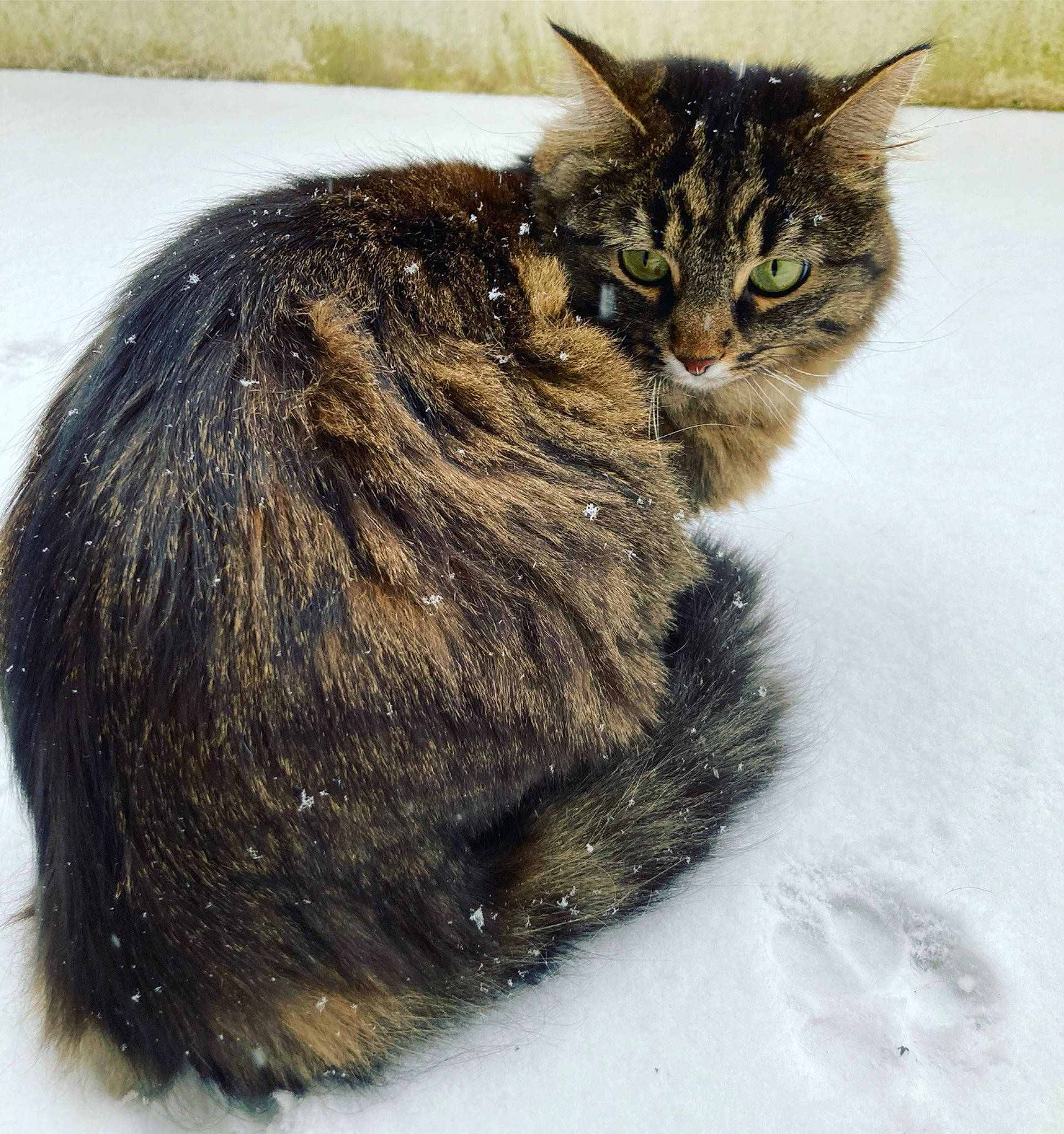 Oléna participe au concours pour gagner de l'argent avec cette photo : carnivore, cat, claw, domestic_short_haired_cat, eye, felidae, fur, paw, small_to_medium_sized_cats, snout, snow, tail, terrestrial_animal, whiskers, winter