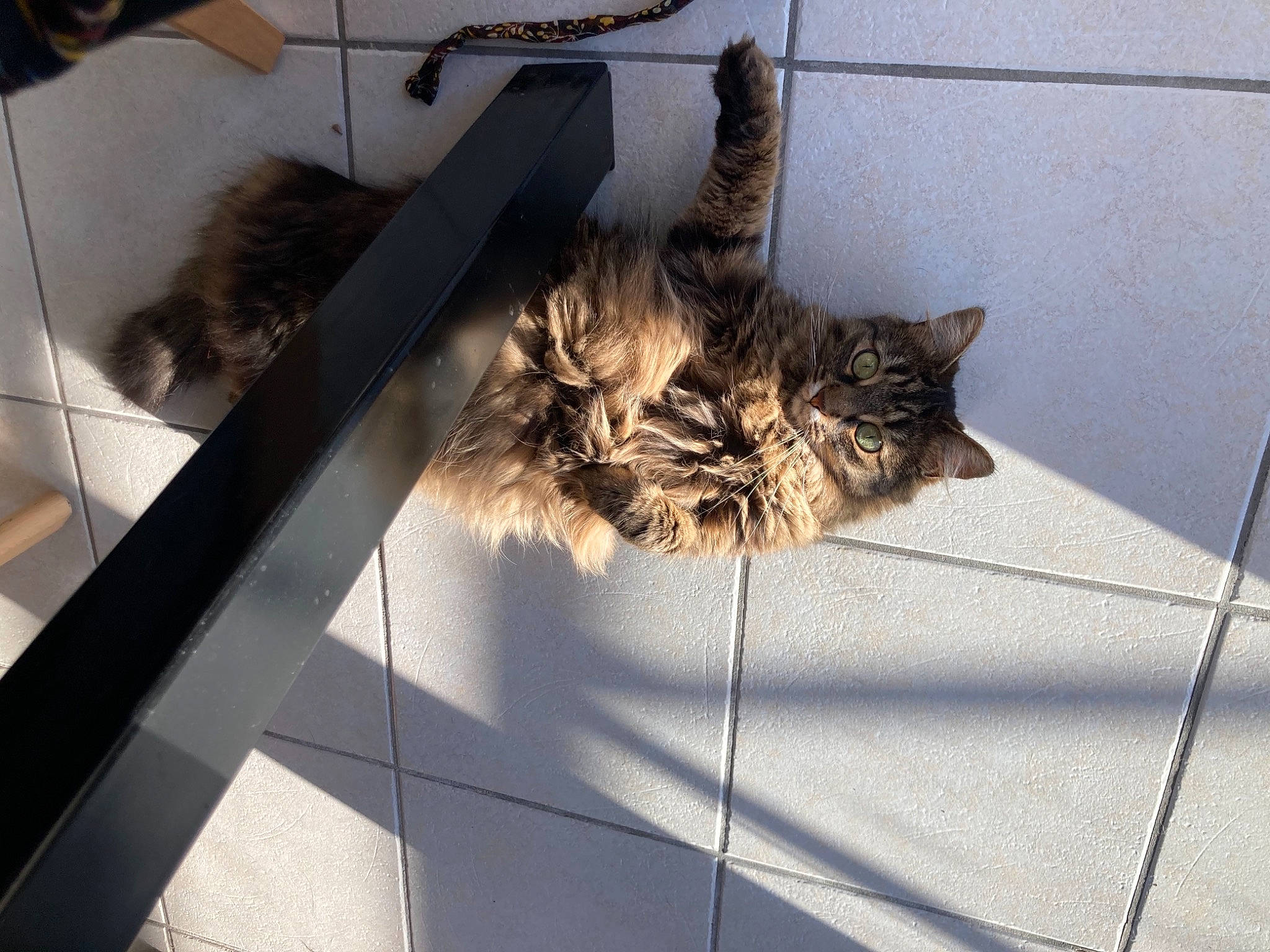 Oléna participe au concours pour gagner de l'argent avec cette photo : carnivore, cat, claw, comfort, domestic_short_haired_cat, fawn, felidae, fence, flooring, fur, grey, mammal, paw, small_to_medium_sized_cats, snout, tail, vertebrate, whiskers, window, wood