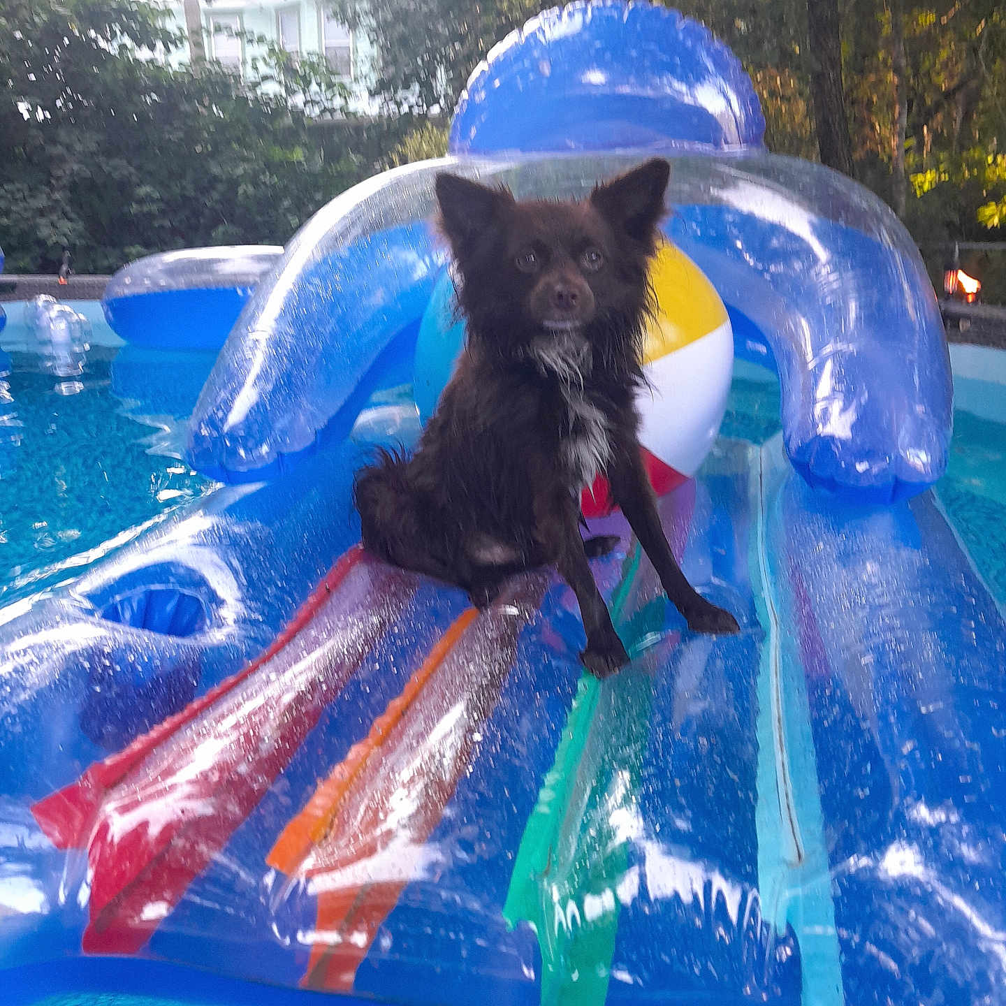 Buster is registered to the contest to win money with this photo: amusementpark, animal, canine, dog, fish, grass, inflatable, nature, outdoors, person, pet, plant, pool, puppy, sealife, shark, summer, swimmingpool, toy, water