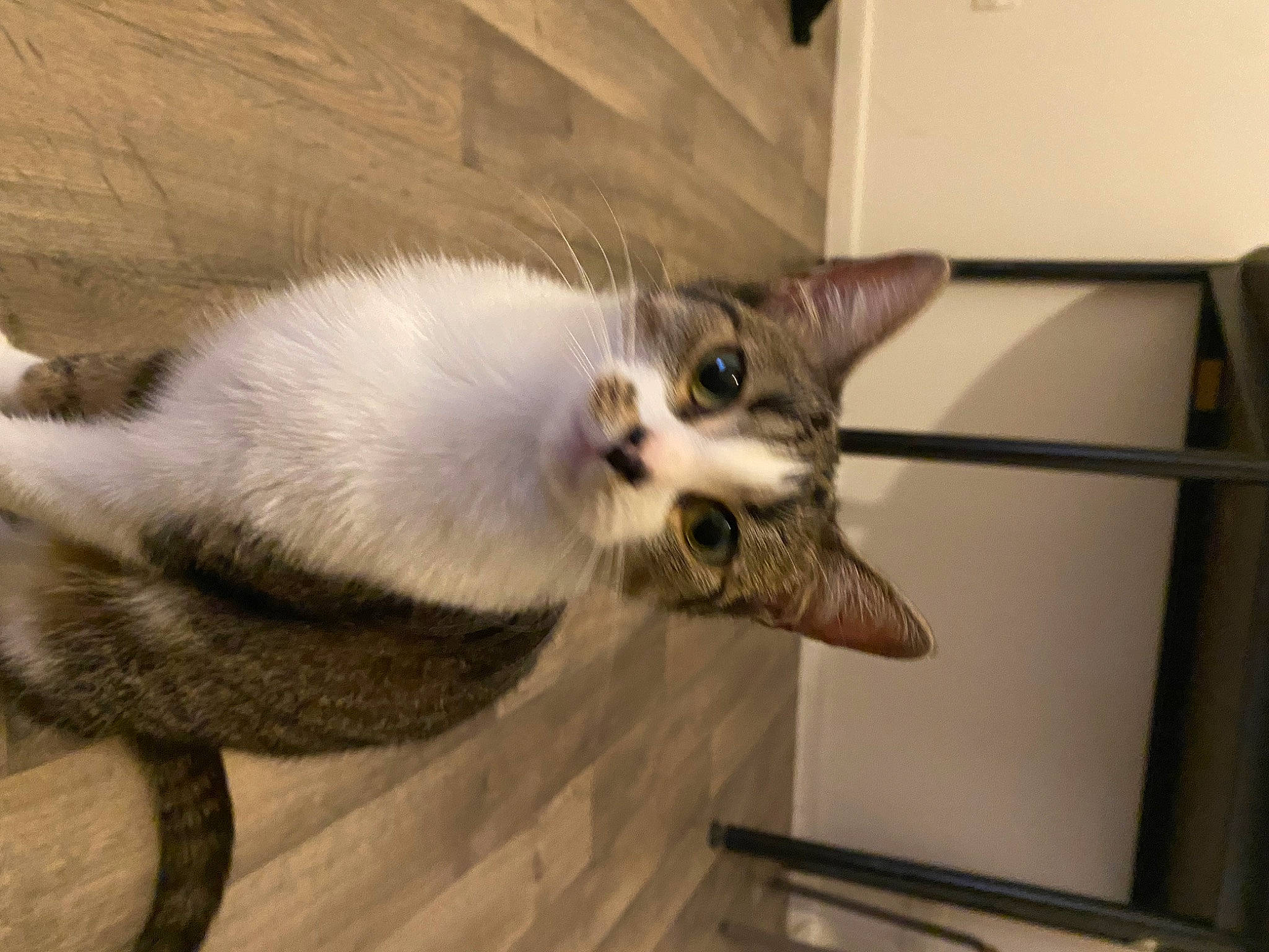 Nouméa a rejoint le concours — aidez-le/la à gagner de superbes lots ! balinese, carnivore, cat, claw, collar, domestic_short_haired_cat, felidae, fur, paw, small_to_medium_sized_cats, snout, tail, whiskers, wood