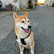 Mya participe au concours pour gagner de l'argent avec cette photo : dog, shiba_inu, leash, harness, street, sidewalk, residential, buildings, sunset, happy, pet, canine, outdoor, pavement, animal, walking, quiet, daylight, urban, sitting