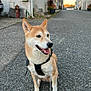 dog, shiba_inu, leash, harness, street, sidewalk, residential, buildings, sunset, happy, pet, canine, outdoor, pavement, animal, walking, quiet, daylight, urban, sitting