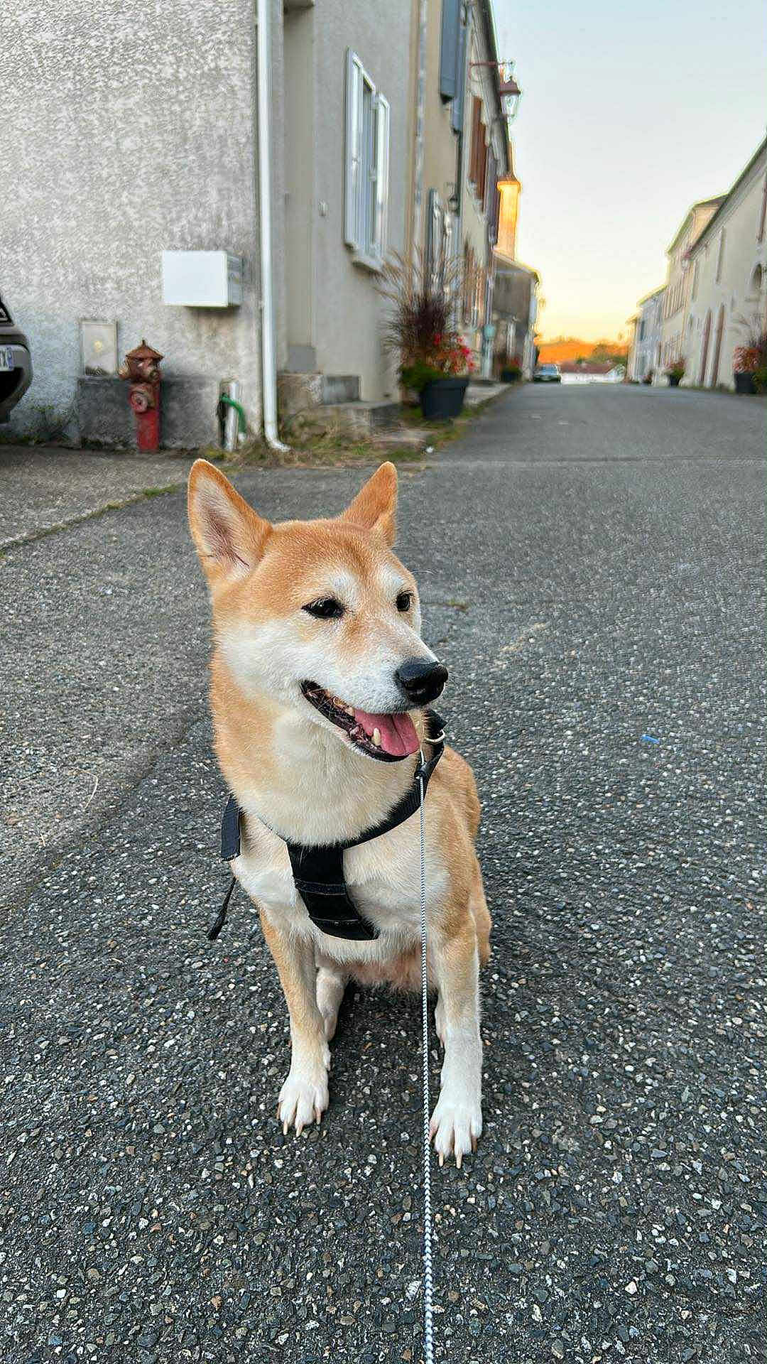 Mya participe au concours pour gagner de l'argent avec cette photo : dog, shiba_inu, leash, harness, street, sidewalk, residential, buildings, sunset, happy, pet, canine, outdoor, pavement, animal, walking, quiet, daylight, urban, sitting