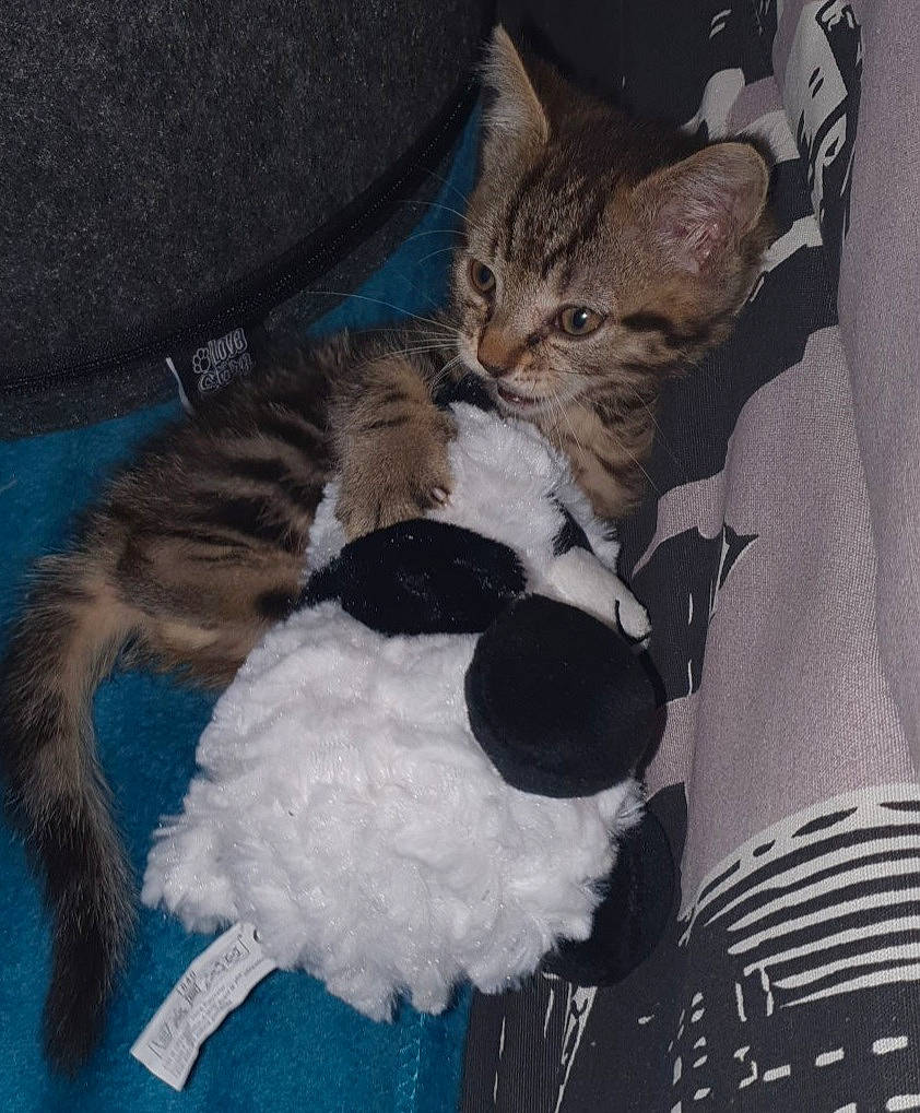 Noël a rejoint le concours — aidez-le/la à gagner de superbes lots ! carnivore, cat, cat_supply, domestic_short_haired_cat, felidae, fur, kitten, pet_supply, small_to_medium_sized_cats, snout, stuffed_toy, terrestrial_animal, toy, vertebrate, whiskers