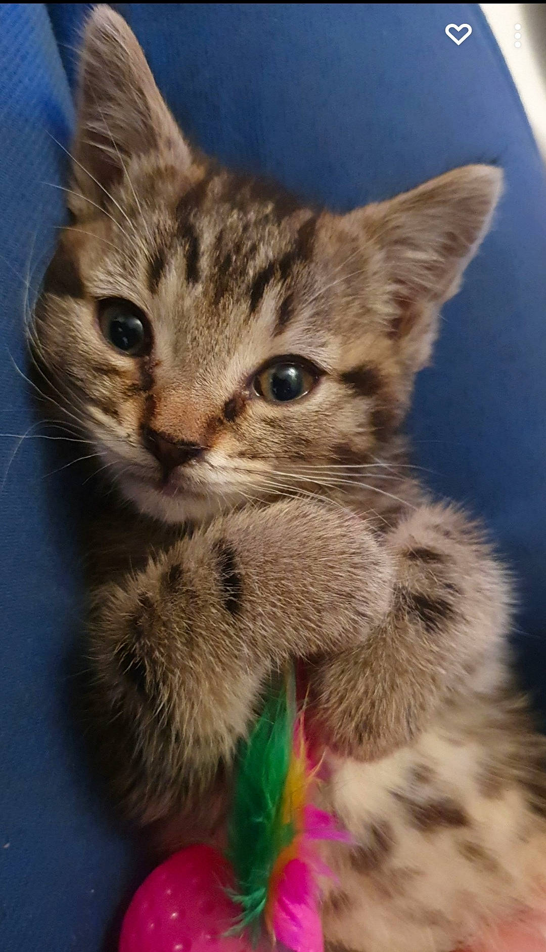 Noël a rejoint le concours — aidez-le/la à gagner de superbes lots ! carnivore, cat, cat_toy, curious, domestic_short_haired_cat, fawn, felidae, fur, iris, kitten, pet_supply, skin, small_to_medium_sized_cats, snout, tabby_cat, terrestrial_animal, vertebrate, whiskers