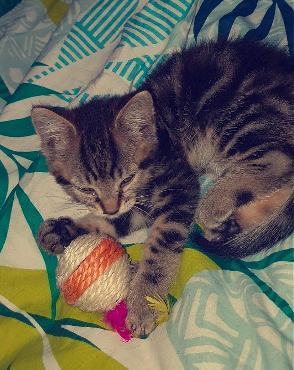 Noël participe au concours pour gagner de l'argent avec cette photo : carnivore, cat, cat_supply, cat_toy, comfort, domestic_short_haired_cat, eating, felidae, fruit, fur, home_accessories, linens, pet_supply, produce, small_to_medium_sized_cats, soapberry_family, tabby_cat, vertebrate, whiskers