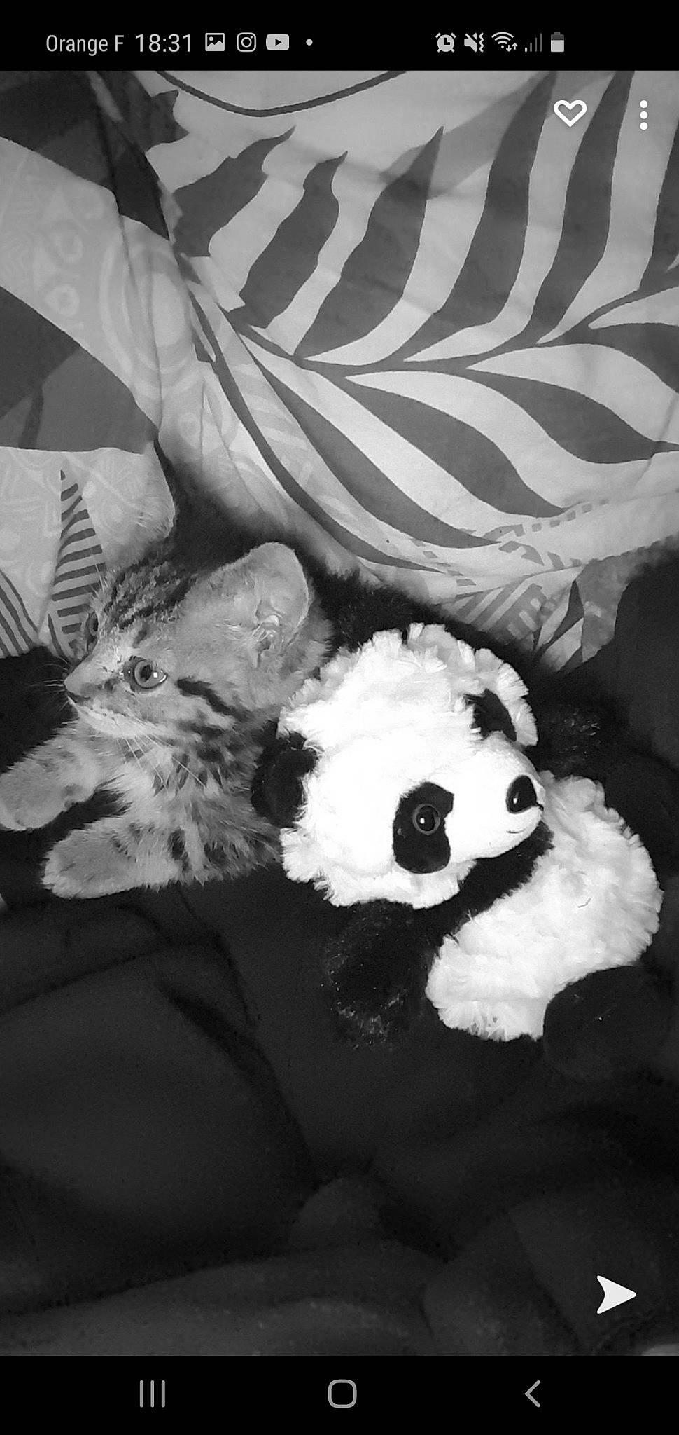 Noël a rejoint le concours — aidez-le/la à gagner de superbes lots ! baby_toys, black_and_white, carnivore, fur, linens, monochrome, monochrome_photography, panda, plush, stuffed_toy, teddy_bear, textile, toy