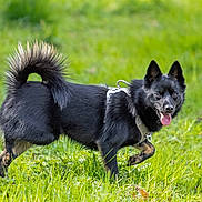 Maki participe au concours pour gagner de l'argent avec cette photo : dog, black_dog, fluffy, outdoors, grass, meadow, nature, animal, pet, running, walking, standing, tongue_out, pointed_ears, curled_tail, harness, leash, fur, sunlight, action_photo
