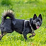 dog, black_dog, fluffy, outdoors, grass, meadow, nature, animal, pet, running, walking, standing, tongue_out, pointed_ears, curled_tail, harness, leash, fur, sunlight, action_photo