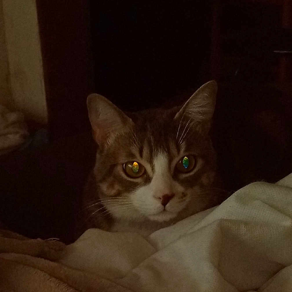 Pilou a rejoint le concours — aidez-le/la à gagner de superbes lots ! abyssinian, animal, bed, bedroom, blanket, cat, chair, couch, cushion, furniture, homedecor, indoors, kitten, linen, manx, person, pet, quilt, room, sleeping