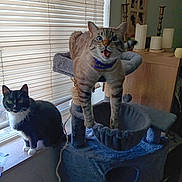 Apollo is registered to the contest to win money with this photo: animal, blinds, cat, cat_tree, cats, collar, curious, daylight, feline, fur, furniture, home, indoor, jumping, pet, playful, resting, sitting, whiskers, window