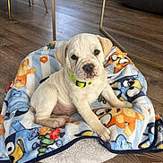 Bingo joined the competition — help win amazing prizes! puppy, dog, white_dog, blanket, colorful, cartoon_print, dog_bed, wooden_floor, indoor, pet, collar, neon_collar, cute, animal, fur, flooring, furniture, curious, young_dog, domestic_animal